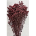 Preserved Limonium Primary Red 4.5oz.